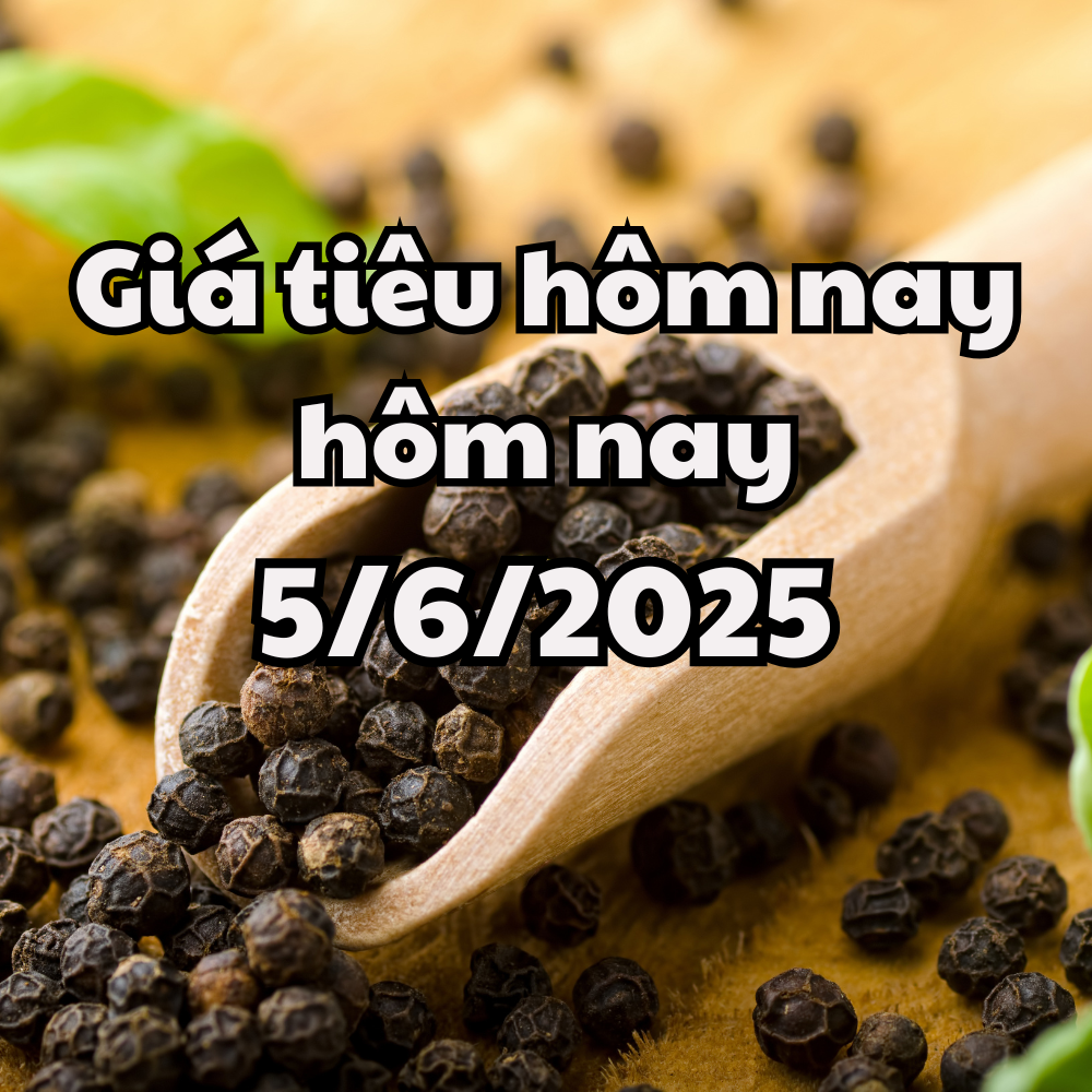 Giá tiêu hôm nay 5 6 2025 giá tiêu trong nước đi ngang, Đắk Lawsk giữ mức cao nhất
