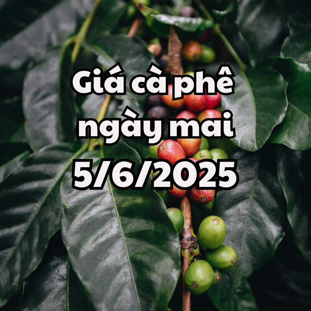 Tin tức, dự báo giá cà phê ngày mai 5 6 2025 thị trường có thêm đáy mới