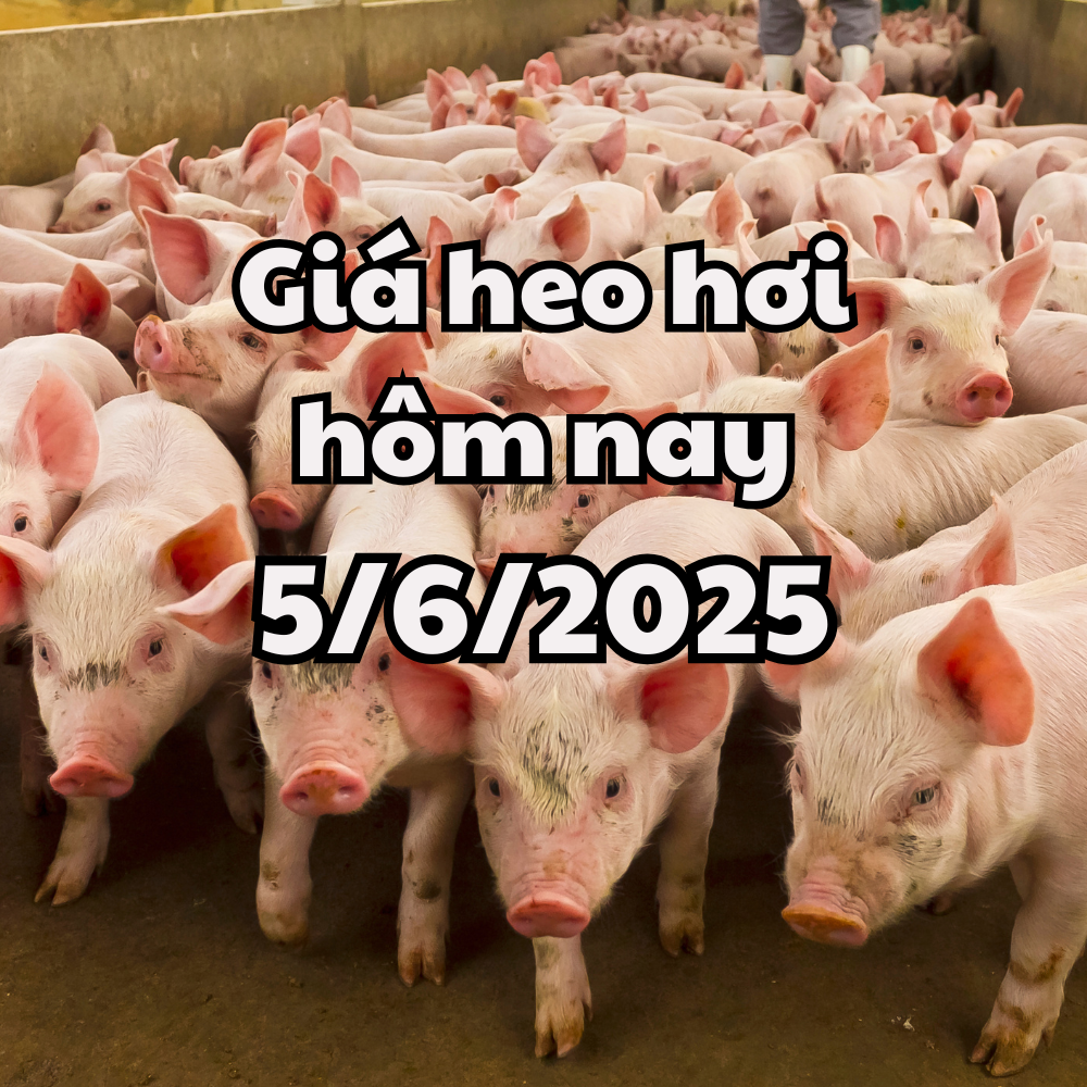 Giá heo hơi hôm nay 5 6 2025 Đi ngang cả 3 miền, quanh ngưỡng 68.000–75.000 đồng kg