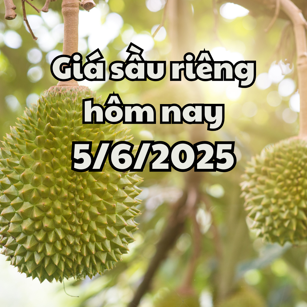 Giá sầu riêng hôm nay 5 6 2025 Sầu riêng Musang King tăng mạnh, sầu riêng Thái giữ mức cao