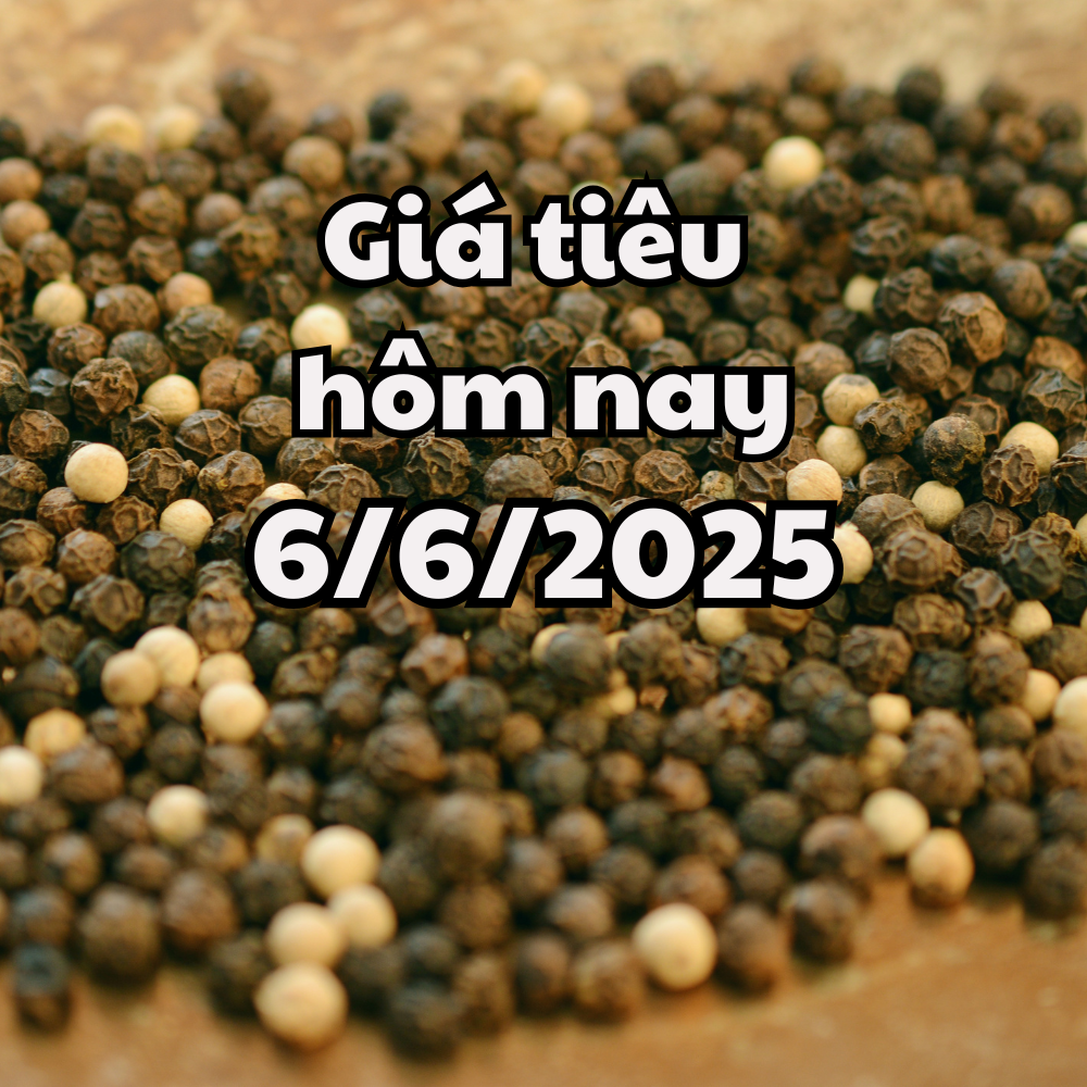 Giá tiêu hôm nay 6 6 2025 đáy mới xuất hiện, 143.000 đồng kg là mức thấp nhất