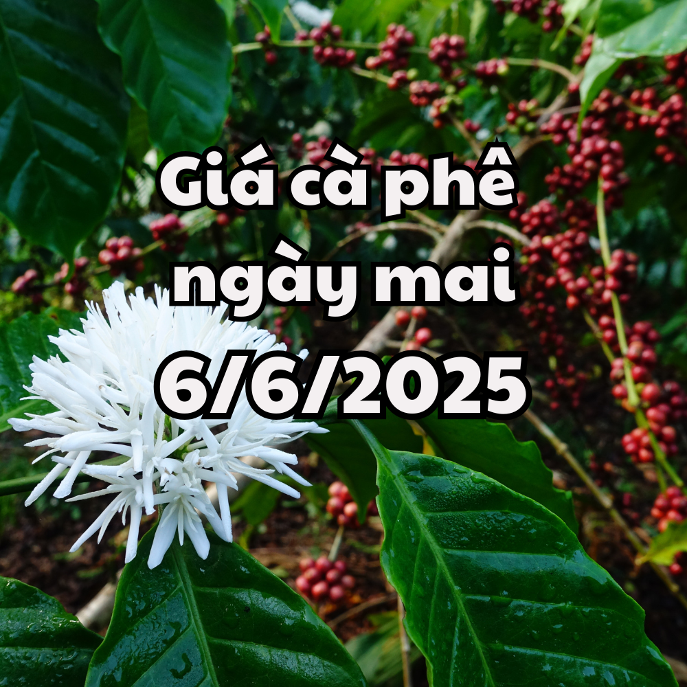 Tin tức, dự báo giá cà phê ngày mai 6 6 2025 hồi phục trở lại, lên mức 114.100 đồng kg