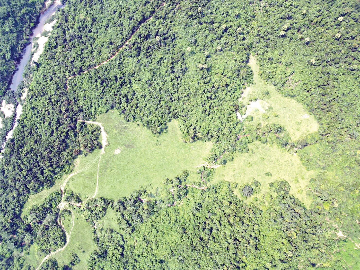 La région de Can Du est le principal habitat des éléphants sauvages. Photo : CCD