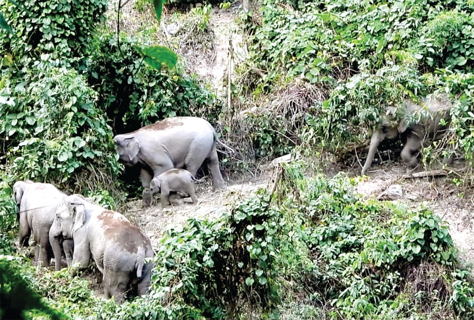L'image d'un troupeau d'éléphants sauvages a été prise en 2020 dans la sous-zone 454 de la commune de Que Lam (Que Son), appartenant à la zone de conservation des espèces et des habitats des éléphants de Quang Nam. Photo : Projet Green Truong Son
