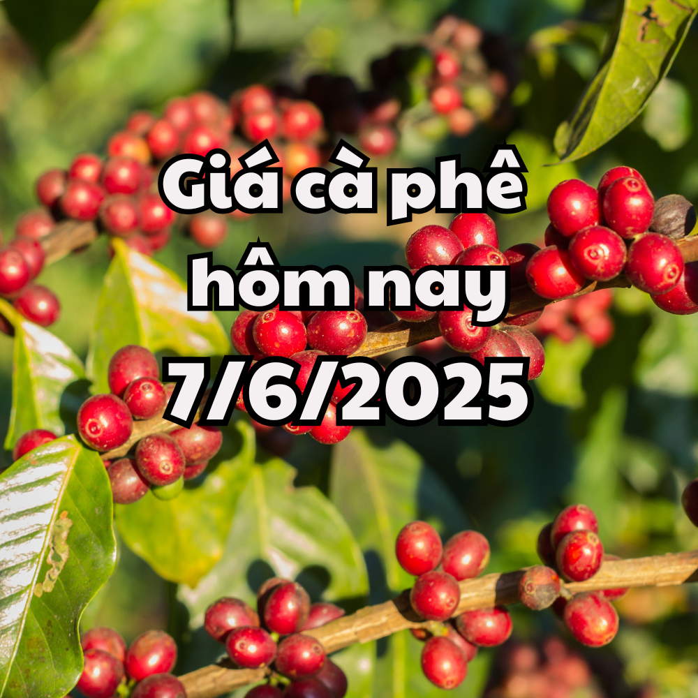 Giá cà phê hôm nay 7 6 2025 tiếp đà tăng mạnh cả trong lẫn ngoài nước