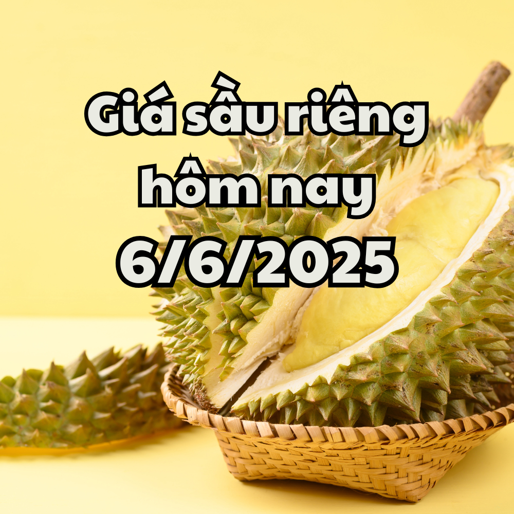 តម្លៃធូរេនថ្ងៃនេះ 6 6 2025 ប្រព័ន្ធតាមដានទុរេនថ្មីលេចចេញជារូបរាង