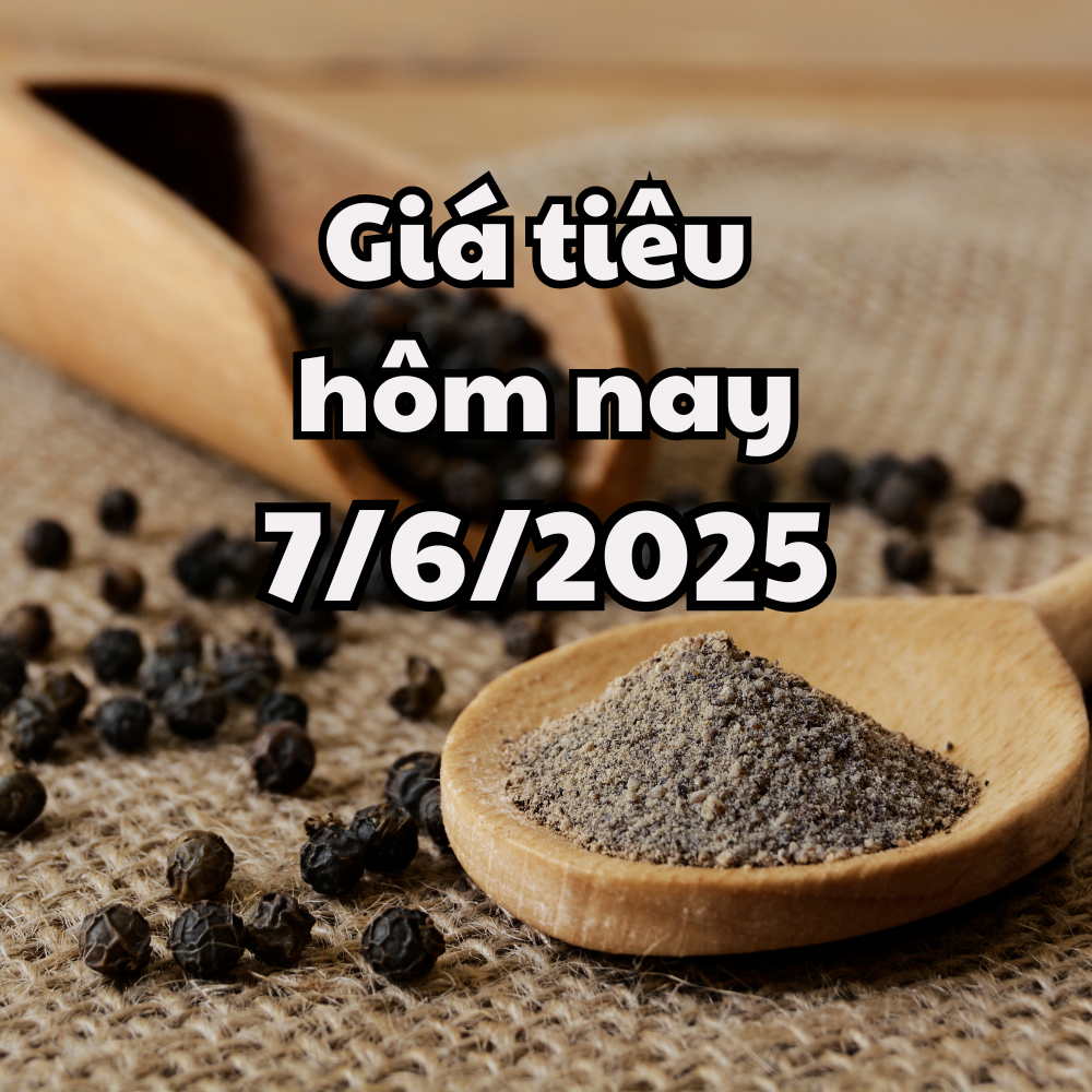 Giá tiêu hôm nay 7 6 2025 phục hồi lại về đỉnh giá cũ