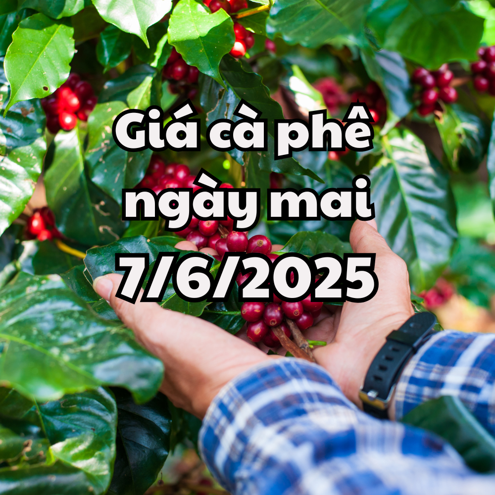 Tin tức, dự báo giá cà phê ngày mai 7 6 2025 tiếp đà tăng mạnh cả trong lẫn ngoài nước