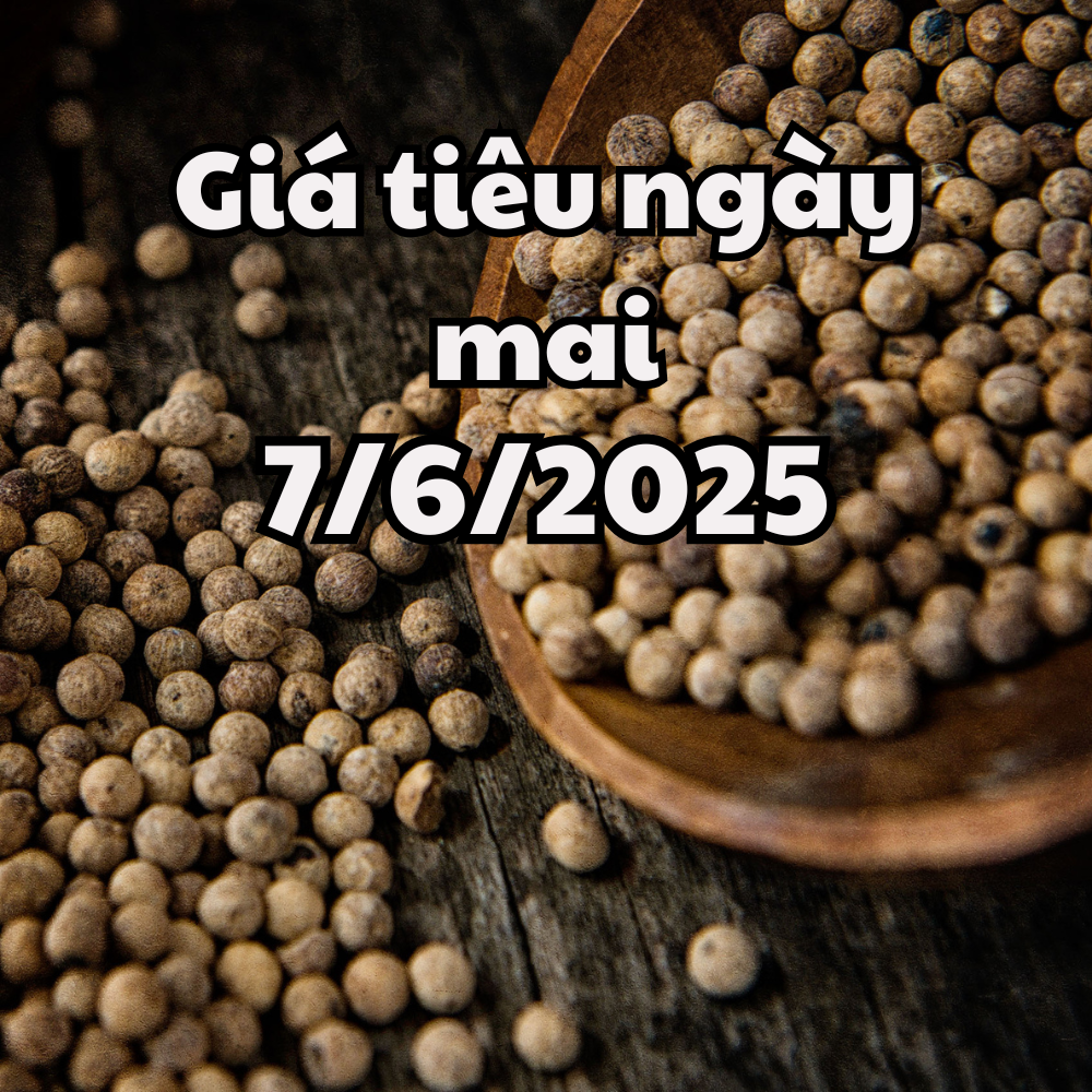 Tin tức, dự báo giá tiêu ngày 7 6 2025 phục hồi lại về đỉnh giá cũ