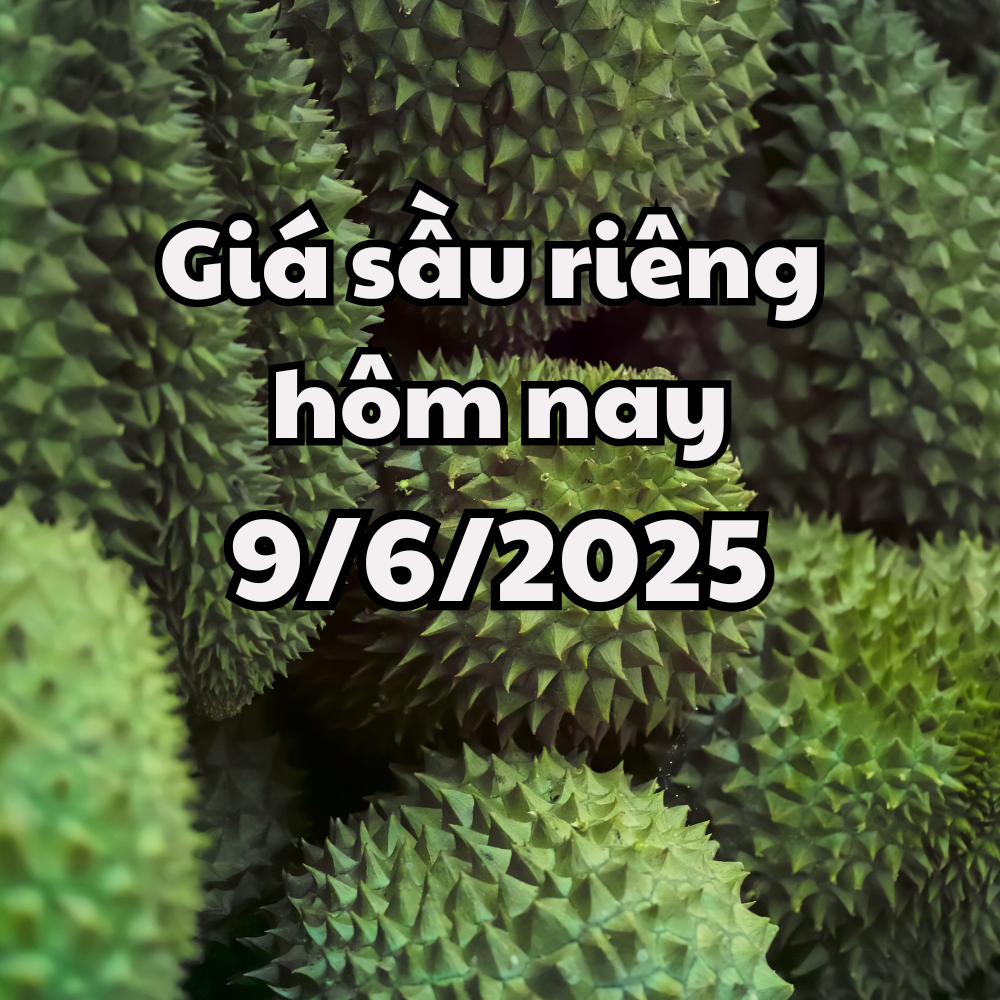 Durian price today 9 6 2025