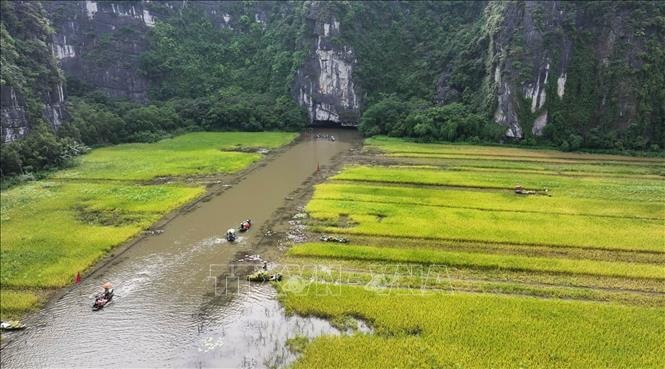 Cánh đồng lúa ở Tam Cốc, xã Ninh Hải, thành phố Hoa Lư, tỉnh Ninh Bình, vào vụ thu hoạch.