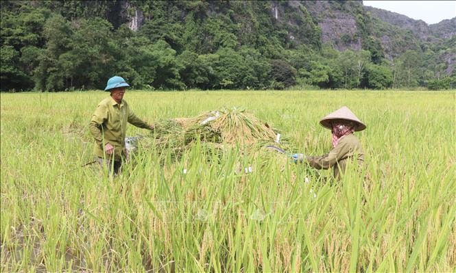 Người dân xã Ninh Hải, thành phố Hoa Lư, tỉnh Ninh Bình thu hoạch lúa trên cánh đồng Tam Cốc.