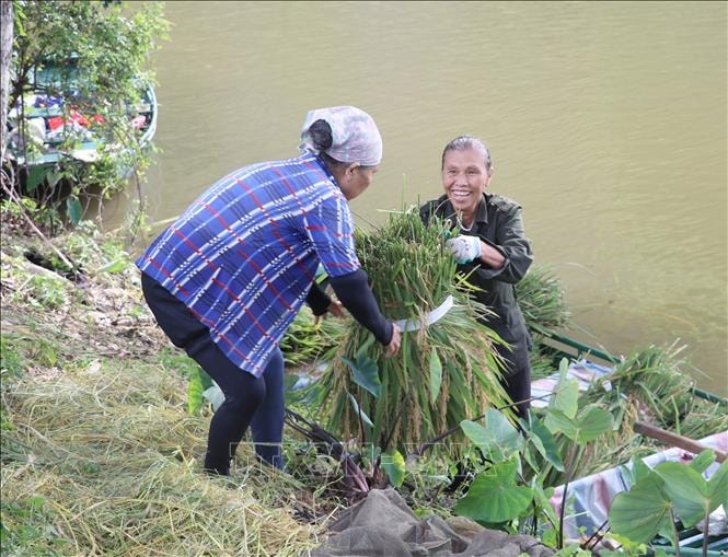 Về với Tam Cốc mùa gặt, du khách được tận mắt chiêm ngưỡng hình ảnh lao động của người dân bản địa.