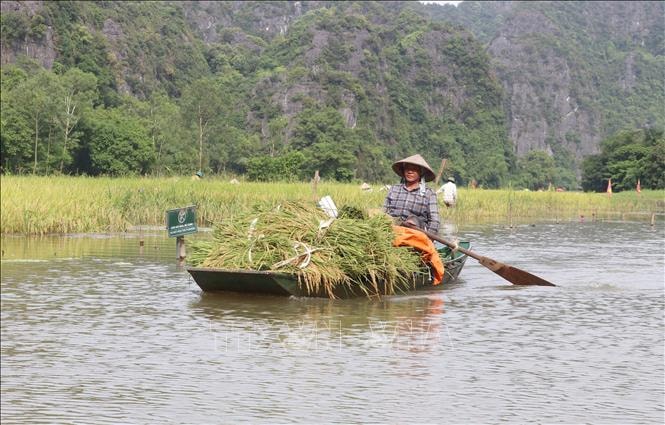 Ngồi đò lướt trên sông Ngô Đồng ngắm đồng ruộng mùa lúa chín và người dân tất bật thu hoạch là một trải nghiệm vô cùng thú vị, hấp dẫn đối với du khách.