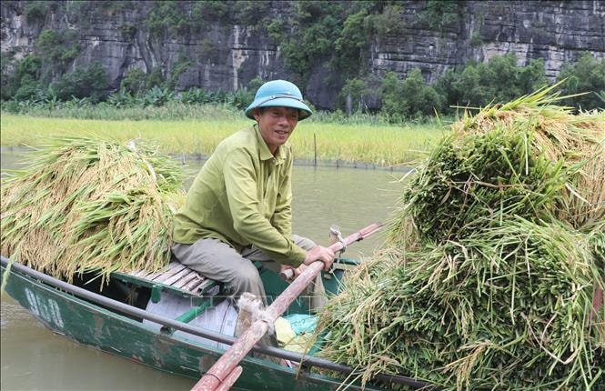 Người dân Tam Cốc thu hoạch lúa chín.
