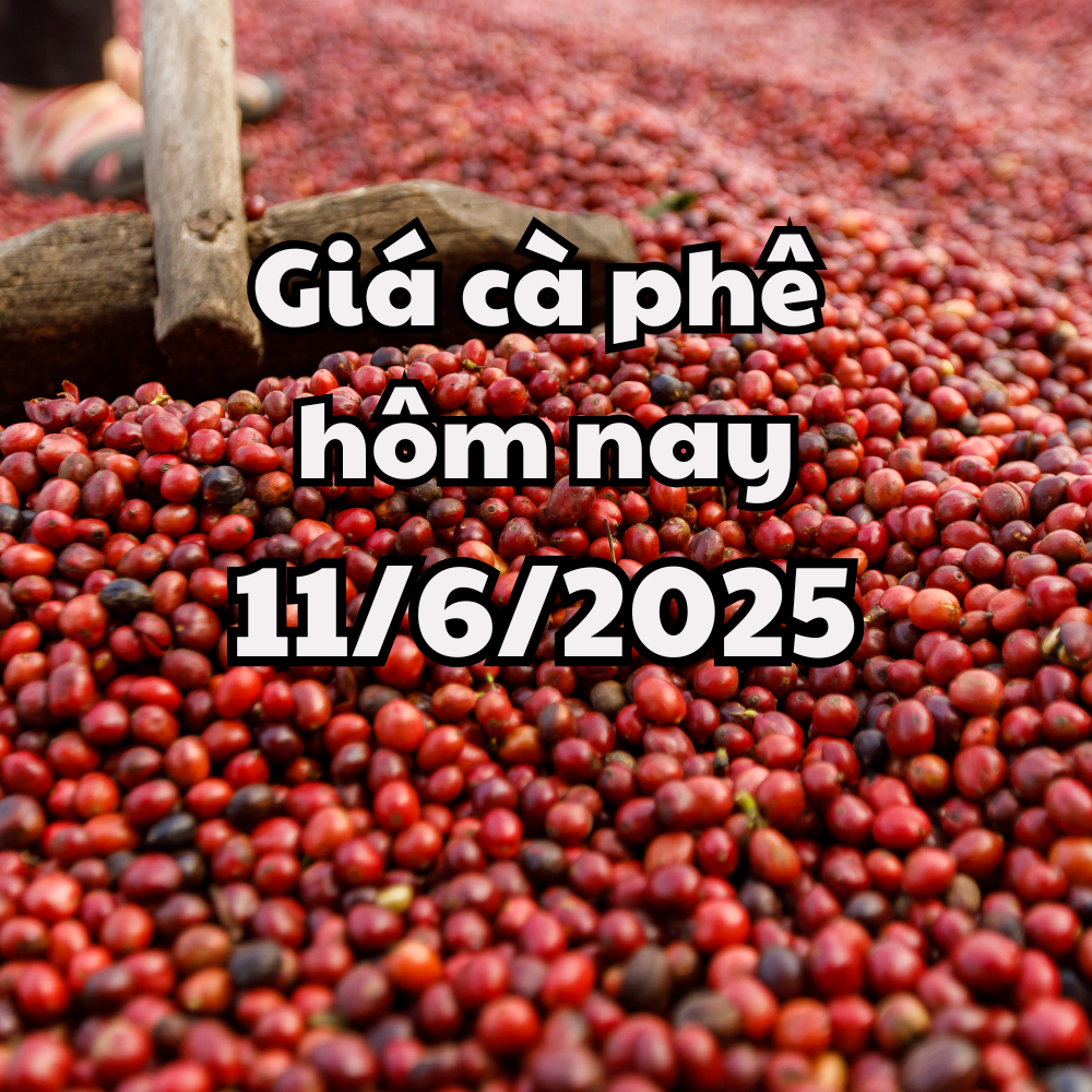Giá cà phê hôm nay 11 6 2025 Đắk Nông nằm ở đỉnh giá