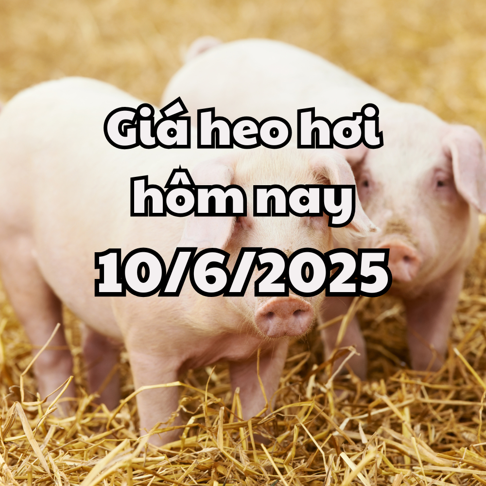 Giá heo hơi hôm nay 10 6 2025 Ổn định lại trên cả nước