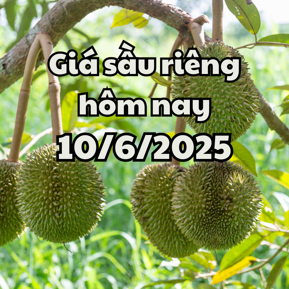 Precio del durian hoy 10 6 2025 Ri6 disminuyó ligeramente, Tailandia aumentó el precio