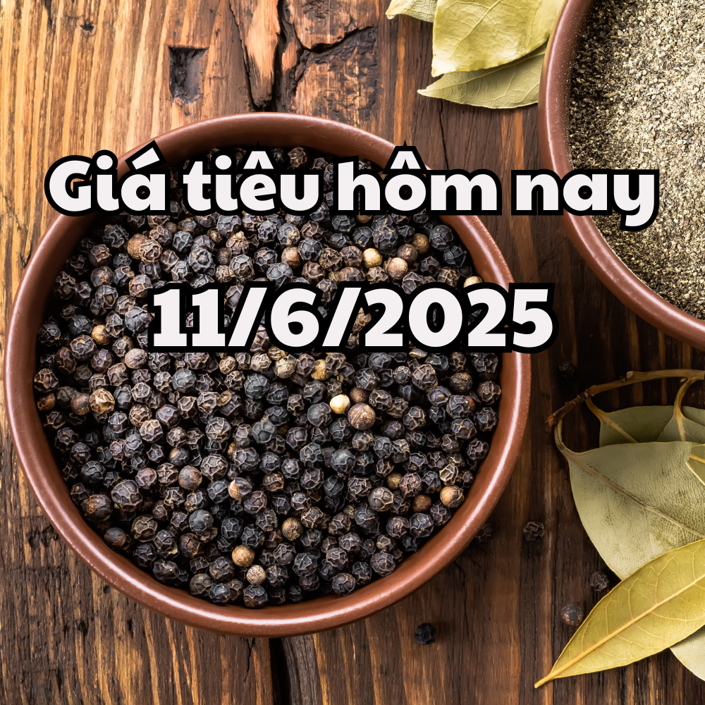 Giá tiêu hôm nay 11 6 2025 Đắk Nông vẫn giữ mức giá cao nhất