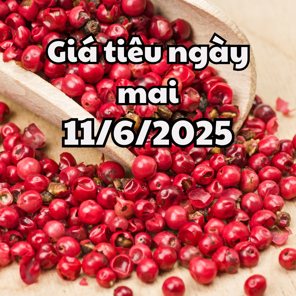 Tin tức, dự báo giá tiêu ngày 11 6 2025 chuẩn bị cho điểu chỉnh mới