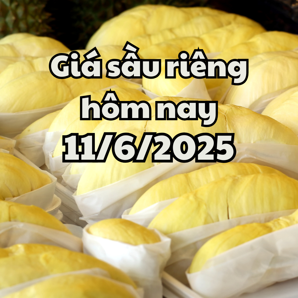 Giá sầu riêng hôm nay 11 6 2025 Musang King tăng giá, tình hình xuất khẩu vô vọng