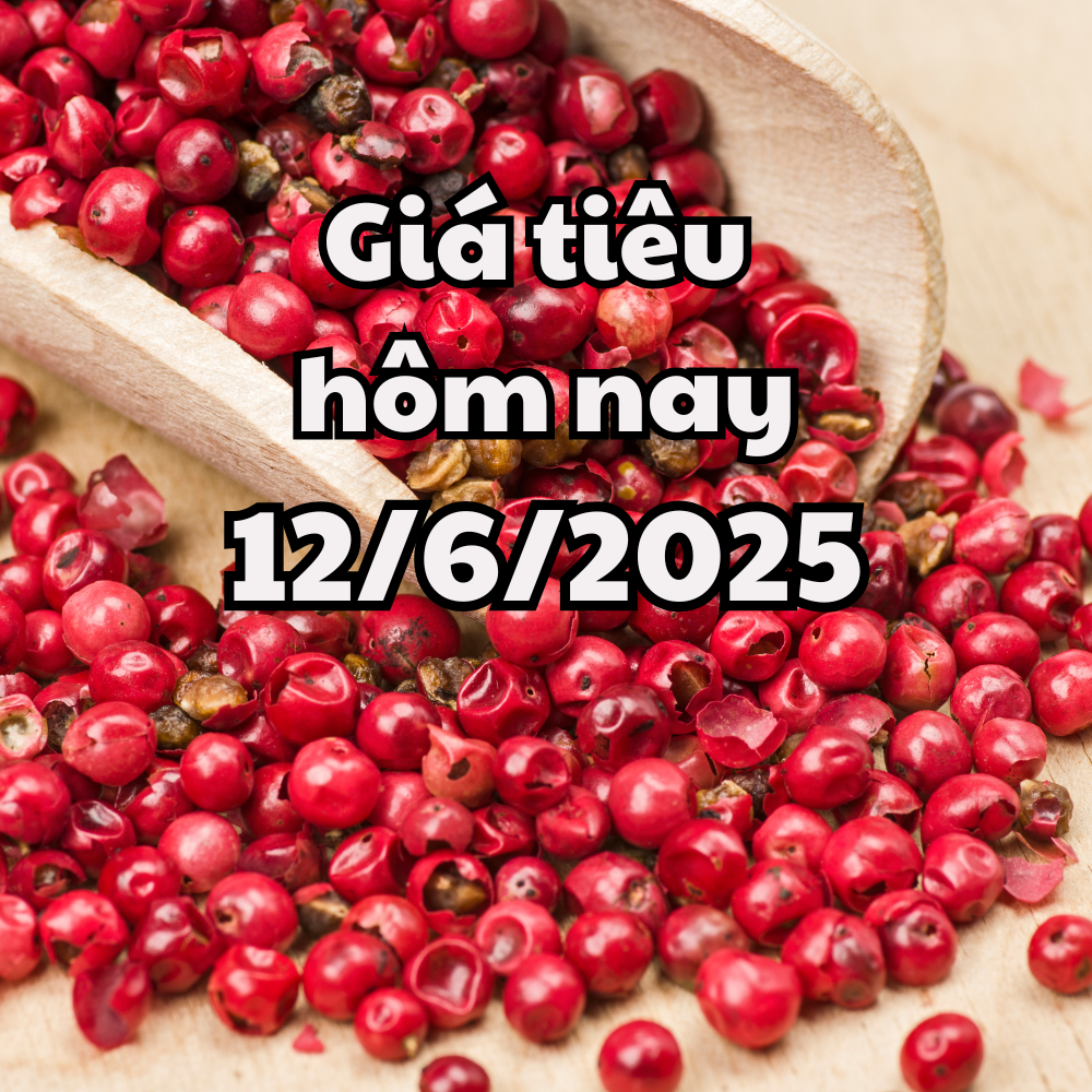 Giá tiêu hôm nay 12 6 2025 Đắk Lắk vươn lên đứng top sau đợt giảm