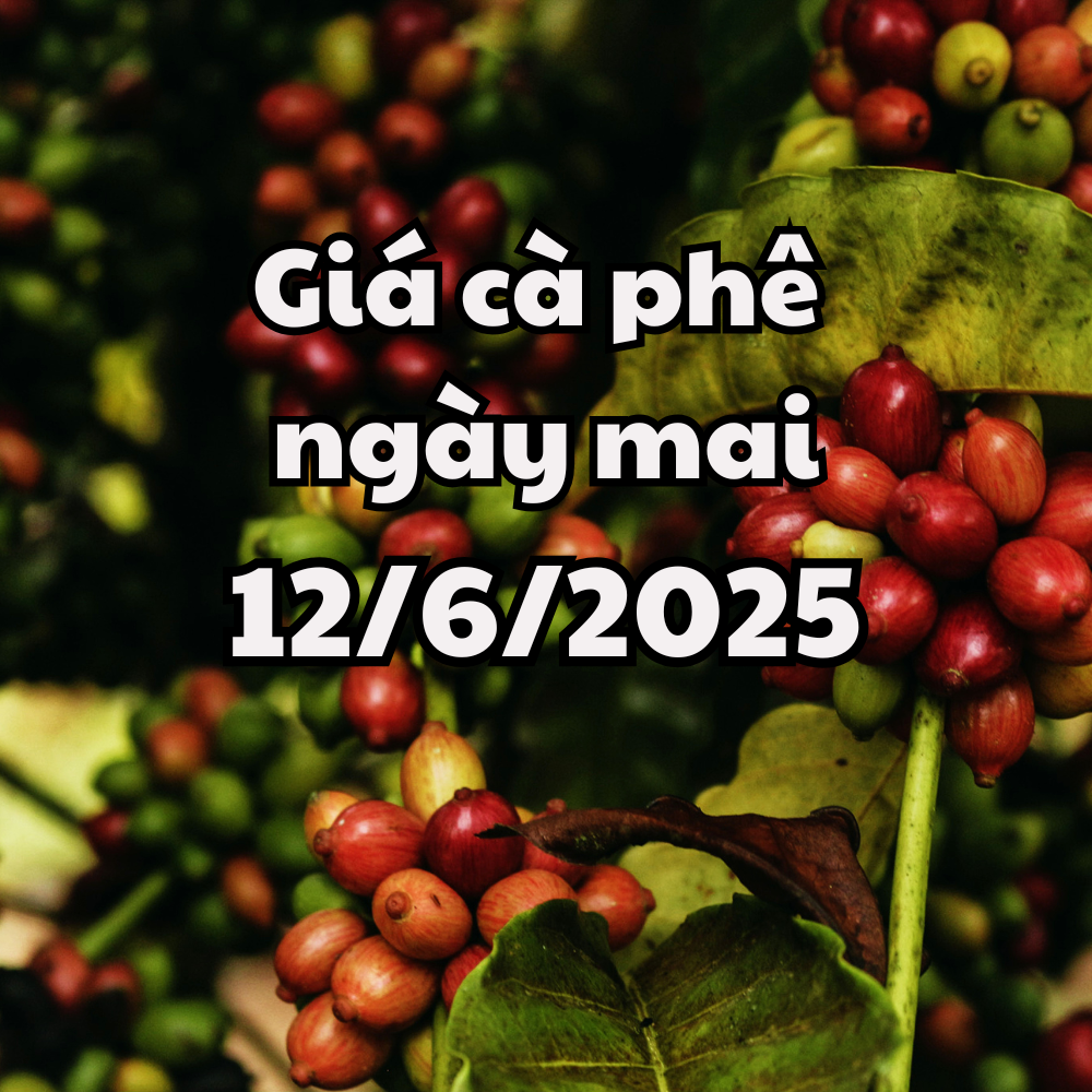 Tin tức, dự báo giá cà phê ngày 12 6 2025 giữ xu hướng giảm nhẹ