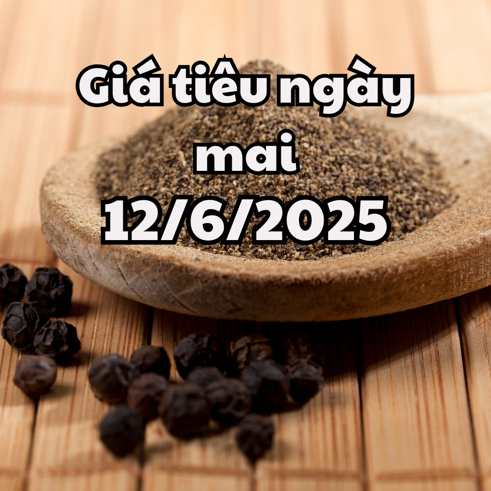 Tin tức, dự báo giá tiêu ngày 12 6 2025 bắt đầu chuỗi giảm trong nước