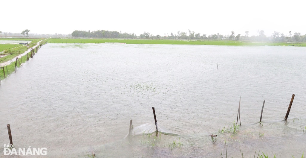 Nhiều thửa ruộng lúa vụ hè thu bị nước ngập hoàn toàn. Ảnh: HOÀNG HIỆP