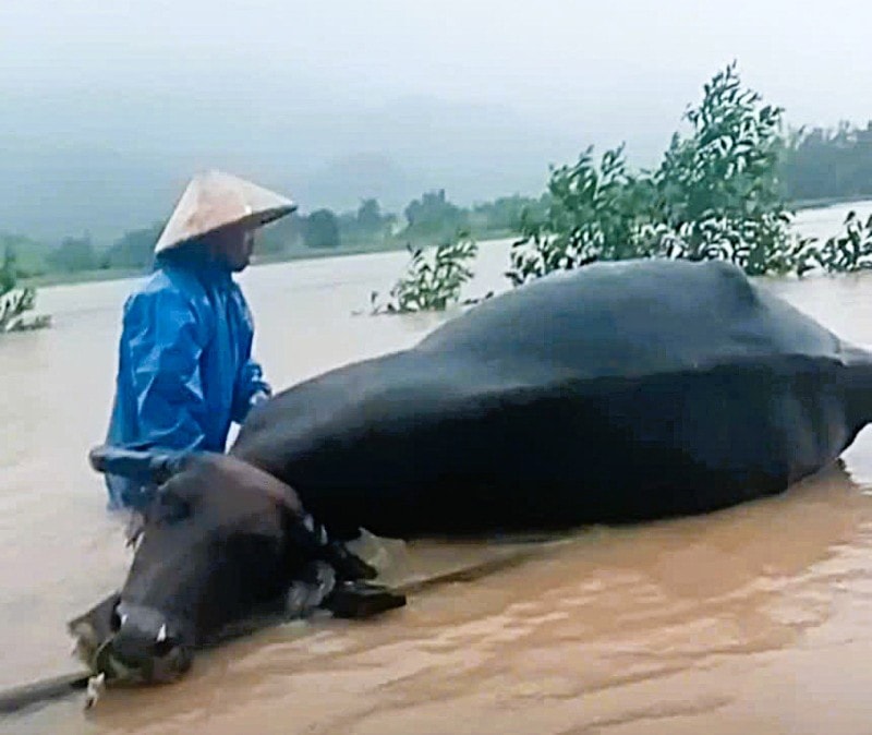 Mưa lũ gây thiệt hại nhiều nhà cửa, vật nuôi và hoa màu tại Quảng Nam. Ảnh: Trường An