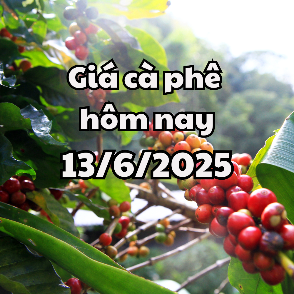 Giá cà phê hôm nay 13 6 2025 chuỗi giảm chuẩn bị chấm dứt