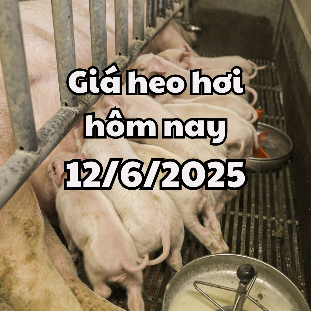 Giá heo hơi hôm nay 12 6 2025 Bình ổn trên cả nước, 74.000 là đỉnh giá