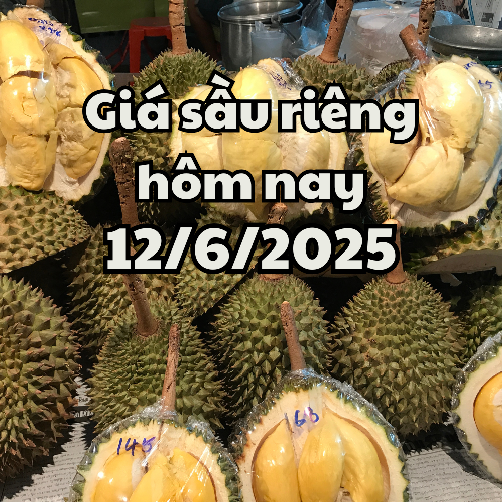 Giá sầu riêng hôm nay 12 6 2025 Giảm đồng loạt ở Ri6, Thái và Musang