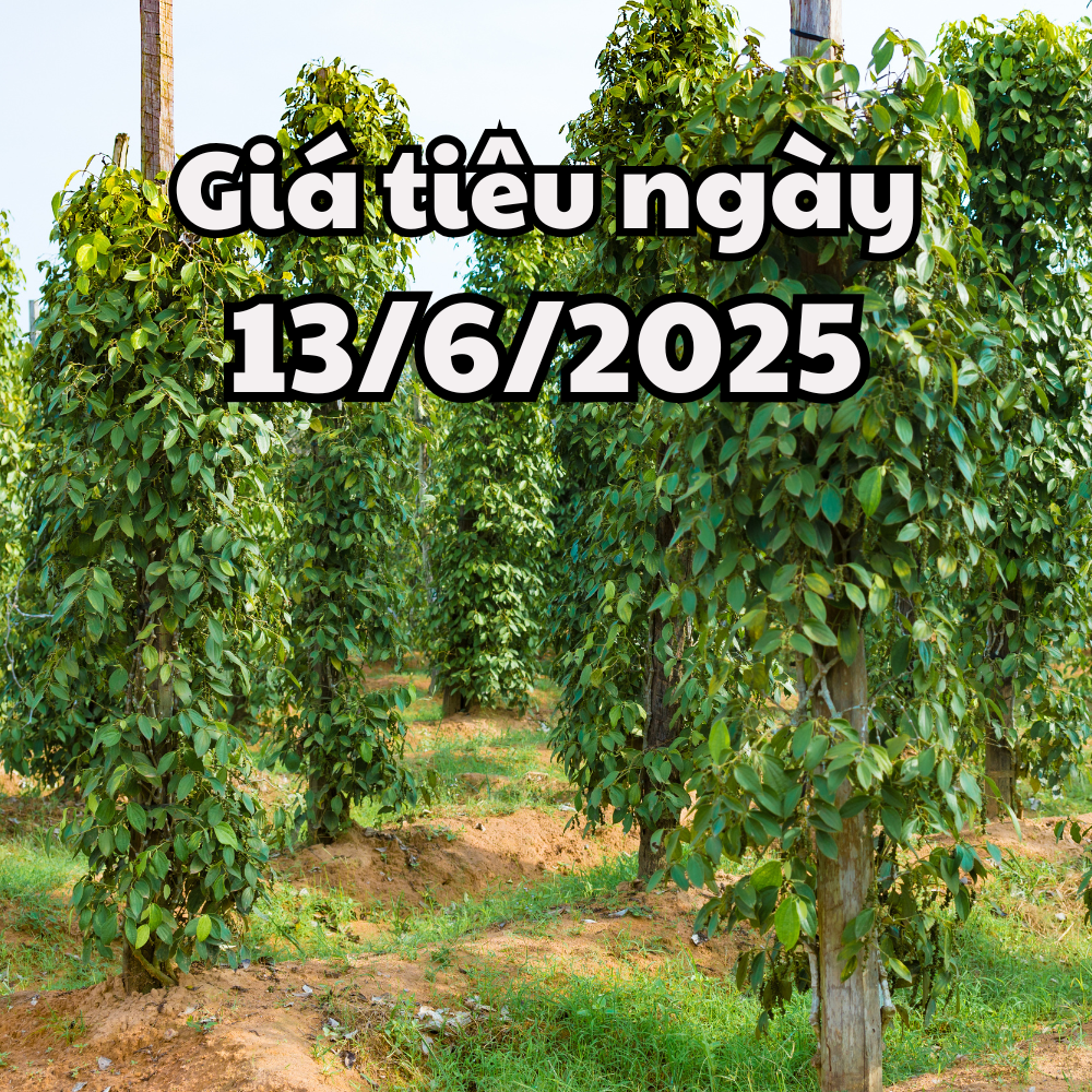 Tin tức, dự báo giá tiêu ngày 13 6 2025 nhen nhóm hy vọng mới