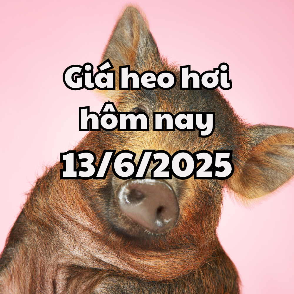 Giá heo hơi hôm nay 13 6 2025 Lặng sóng trước đợt điều chỉnh mới
