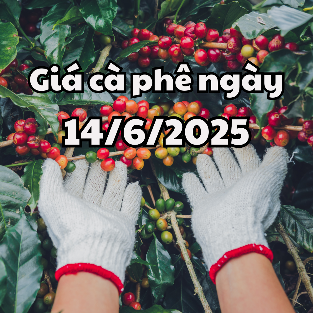 Tin tức, dự báo giá cà phê ngày mai 14 6 2025 có thêm đỉnh mới