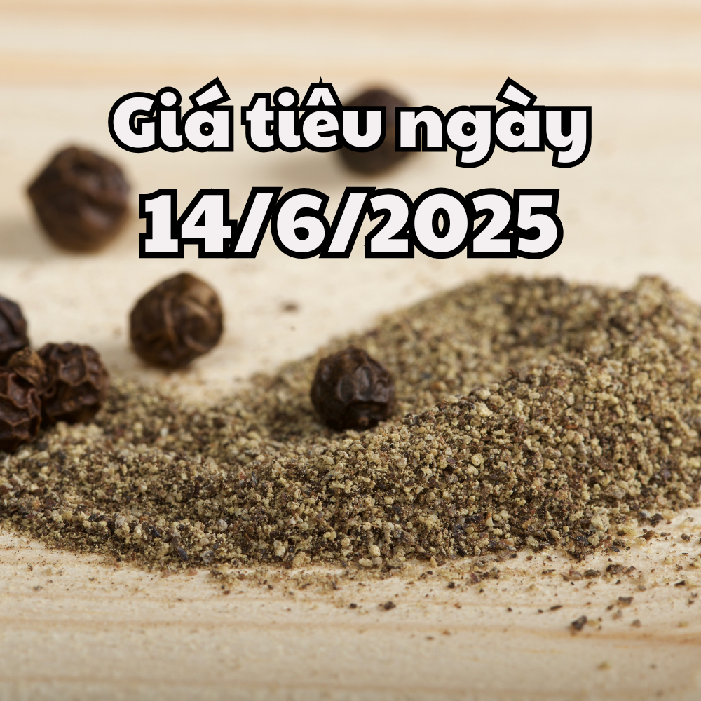 Tin tức, dự báo giá tiêu ngày 14 6 2025 lặp lại kịch bản giảm nhẹ