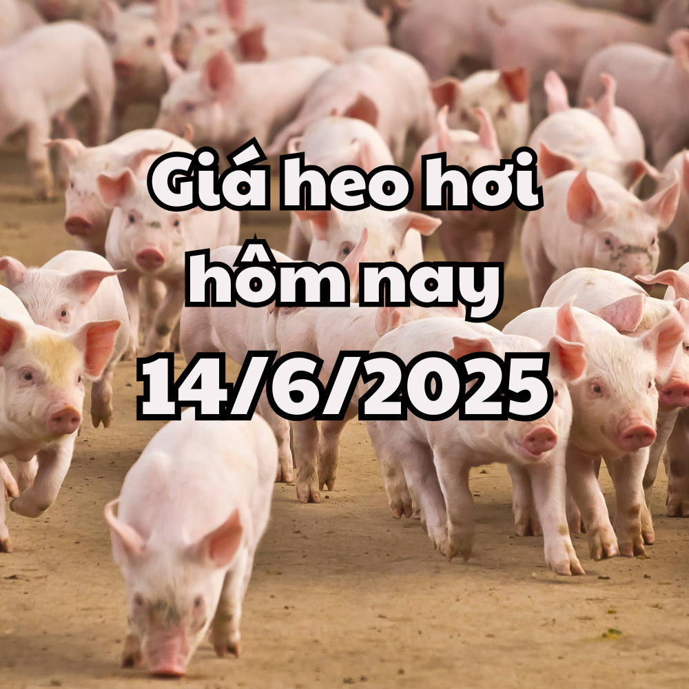 Giá heo hơi hôm nay 14 6 2025 miền Trung và miền Nam tiếp tục sụt giảm