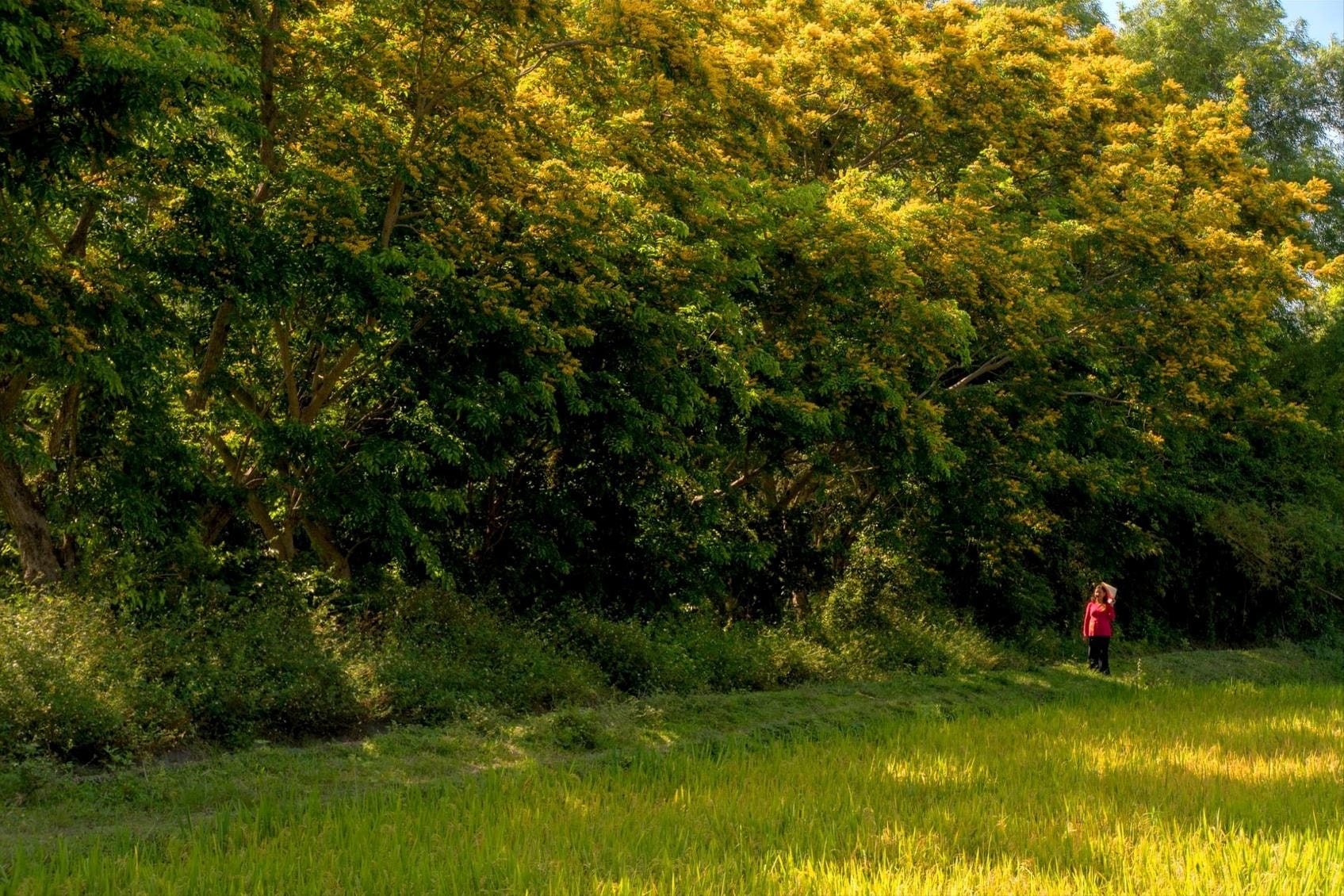 Ngõ sưa. Ảnh: NGUYỄN ĐIỆN NGỌC