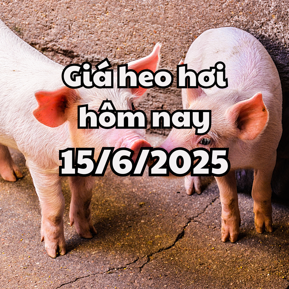 ราคาหมูวันนี้ 15 มิถุนายน 2568 ทรงตัวทั้งประเทศ