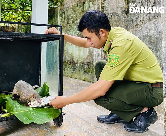 Công tác tiếp nhận, cứu hộ và tái thả động vật hoang dã được lực lượng kiểm lâm thực hiện kịp thời, đúng quy trình. Ảnh: VIỆT ÂN