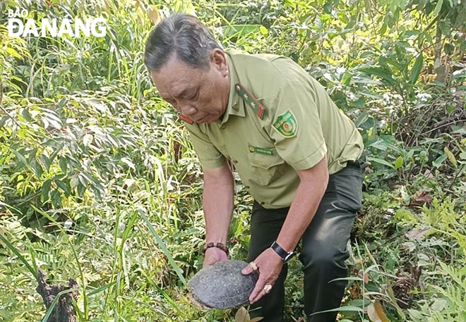 Công tác tiếp nhận, cứu hộ và tái thả động vật hoang dã được lực lượng kiểm lâm thực hiện kịp thời, đúng quy trình. Ảnh: VIỆT ÂN