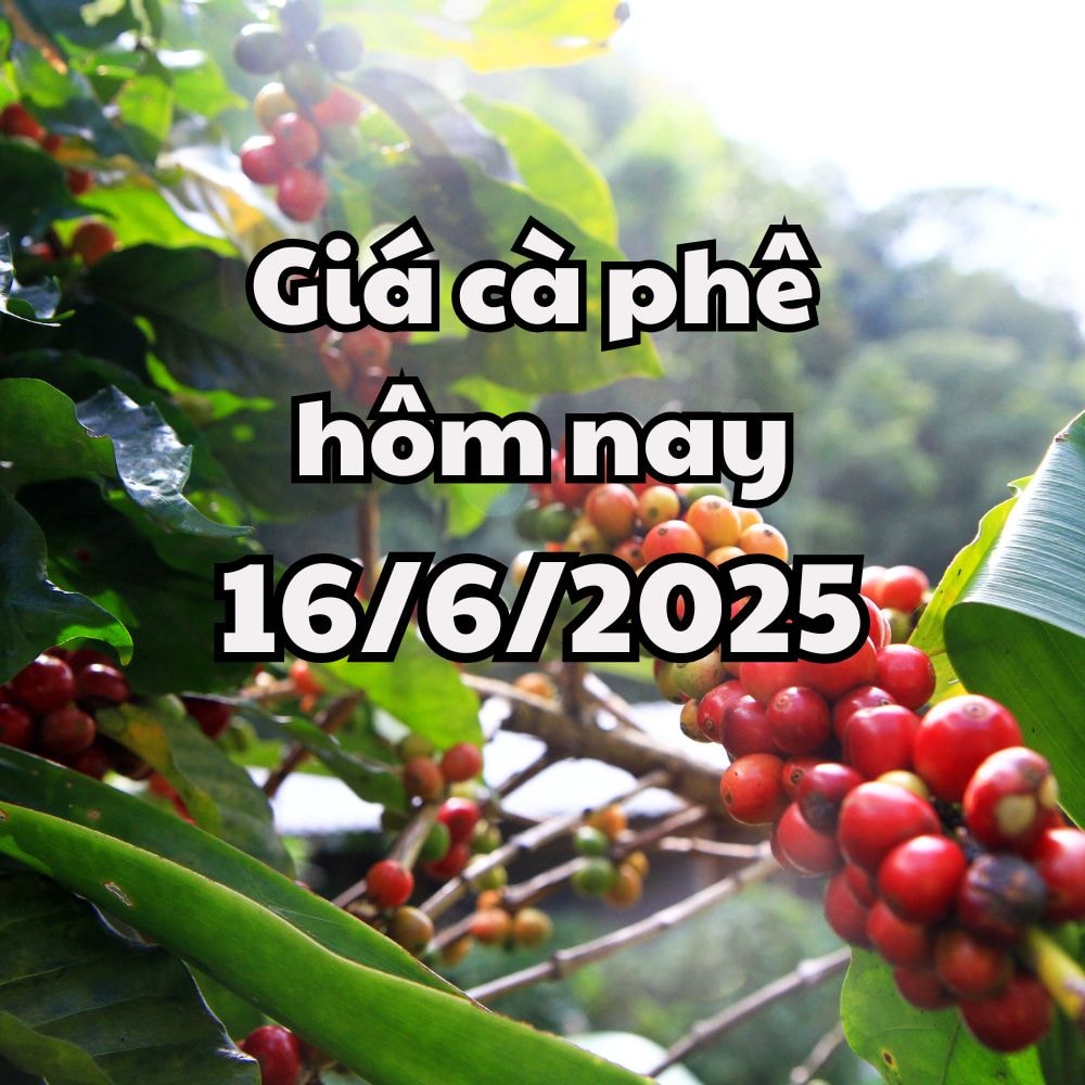 Giá cà phê hôm nay 16 6 2025 mới nhất Giảm đồng loạt ở trong nước