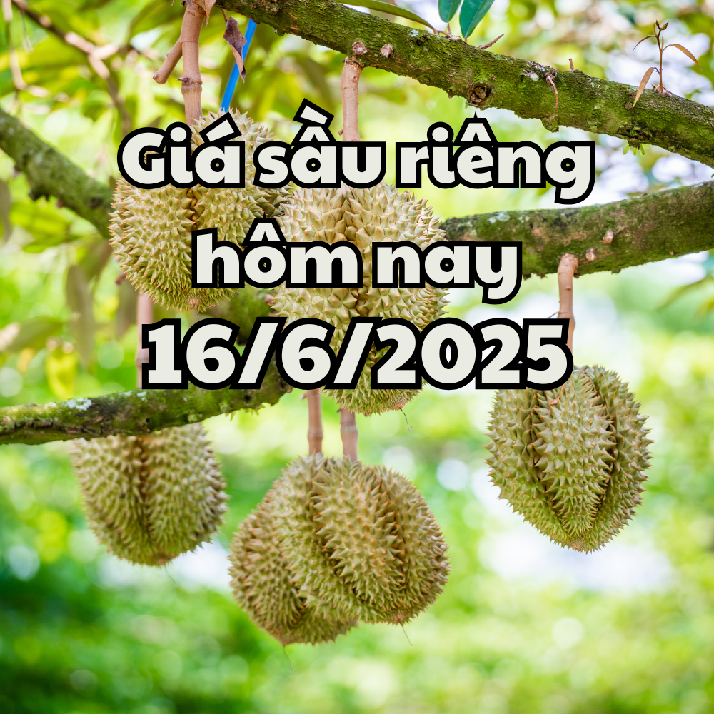 Giá sầu riêng hôm nay 16 6 2025 xuất khẩu sút giảm nghiệm trọng