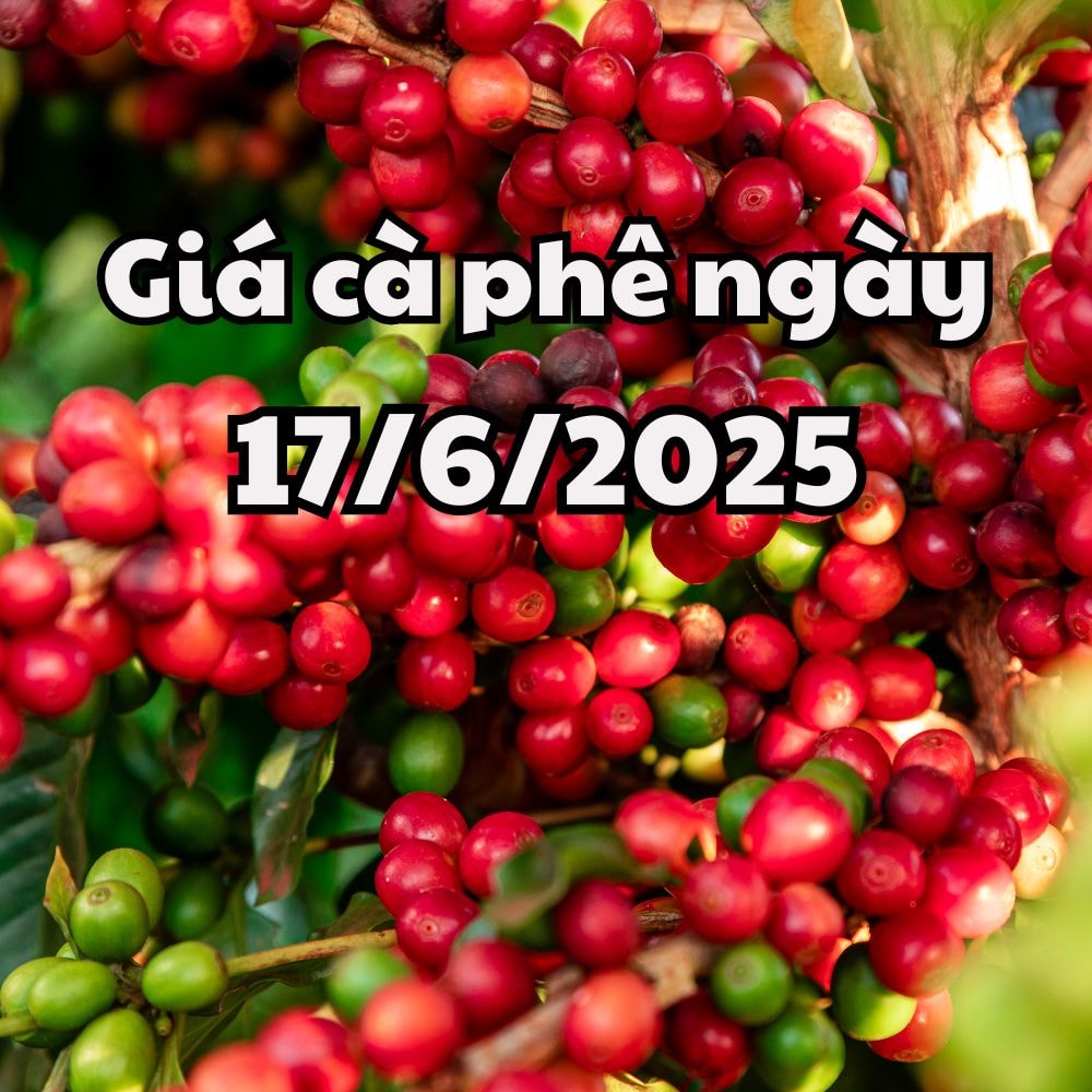 Tin tức, dự báo giá cà phê ngày mai 17 6 2025 sức mua chưa hồi phục