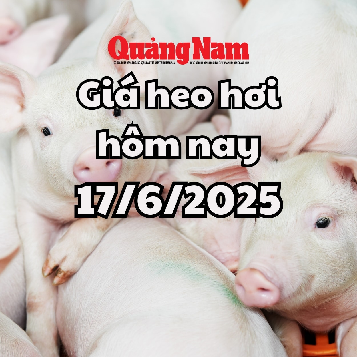 Giá heo hơi hôm nay 17 6 2025 Miền Nam có thêm đấy mới, về 70.000 đồng kg