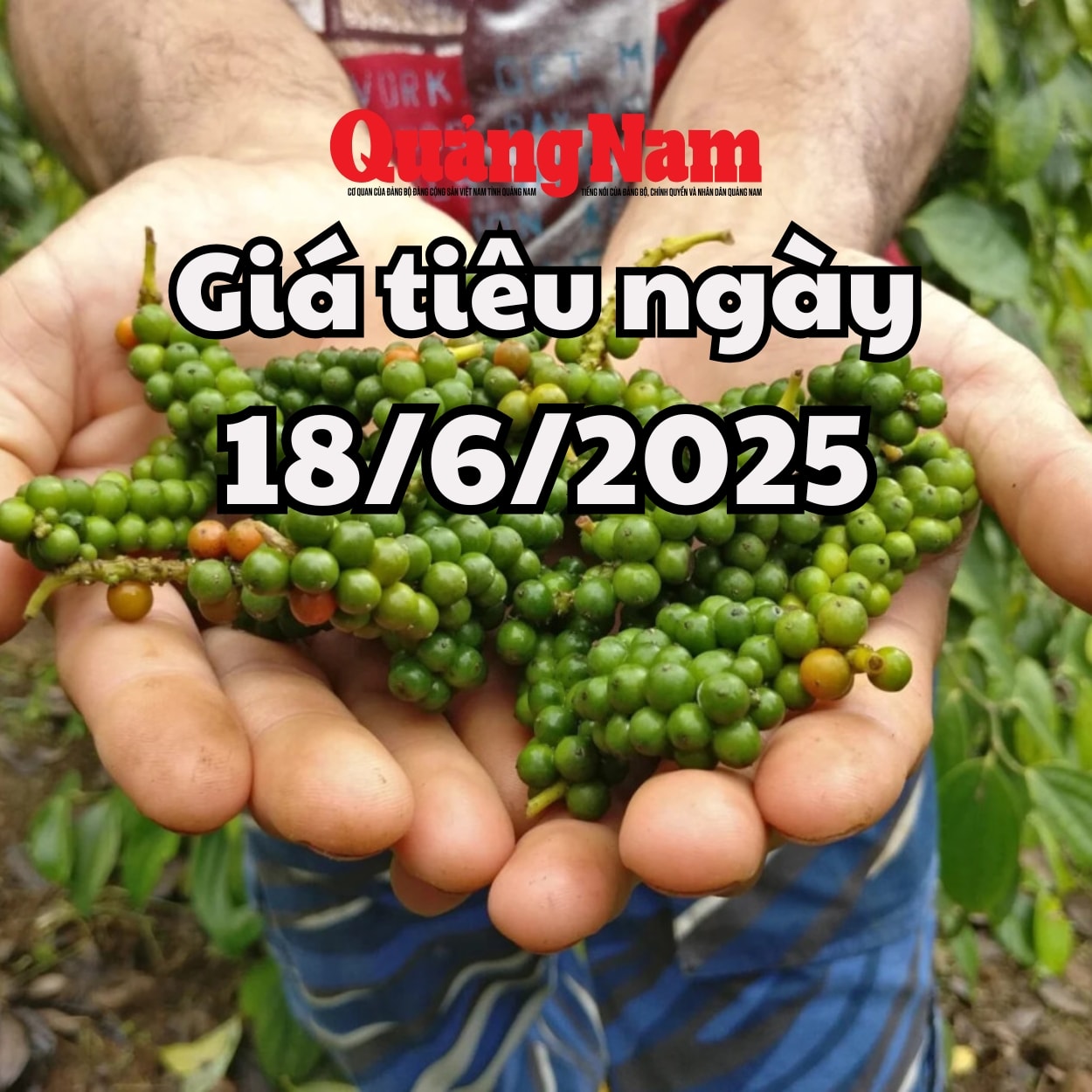 Giá tiêu hôm nay 18 6 2025 Đắk Lắk và Đắk Nông giữ mức giá cao nhất