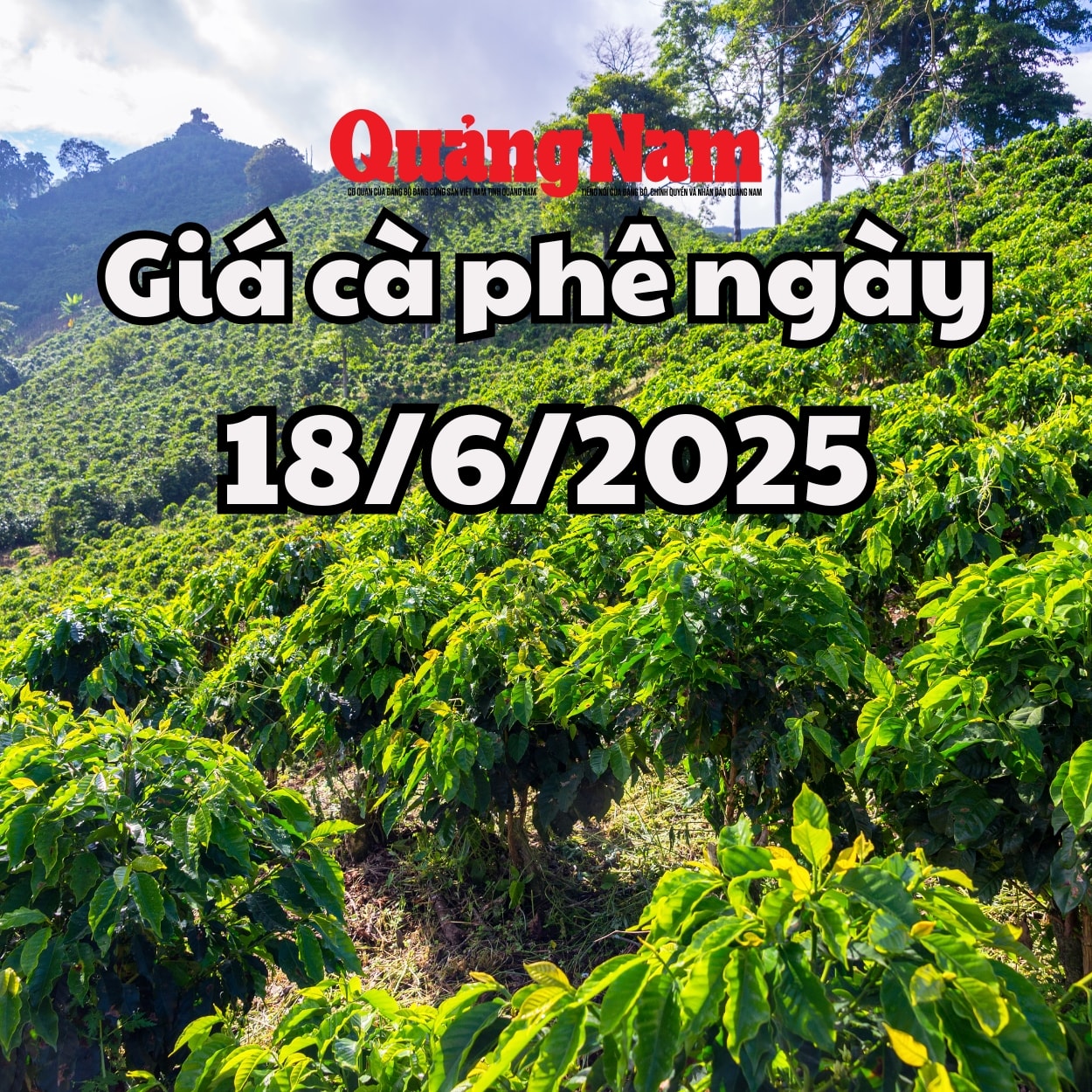 Tin tức, dự báo giá cà phê ngày mai 18 6 2025 chờ đợi đợt hồi phục