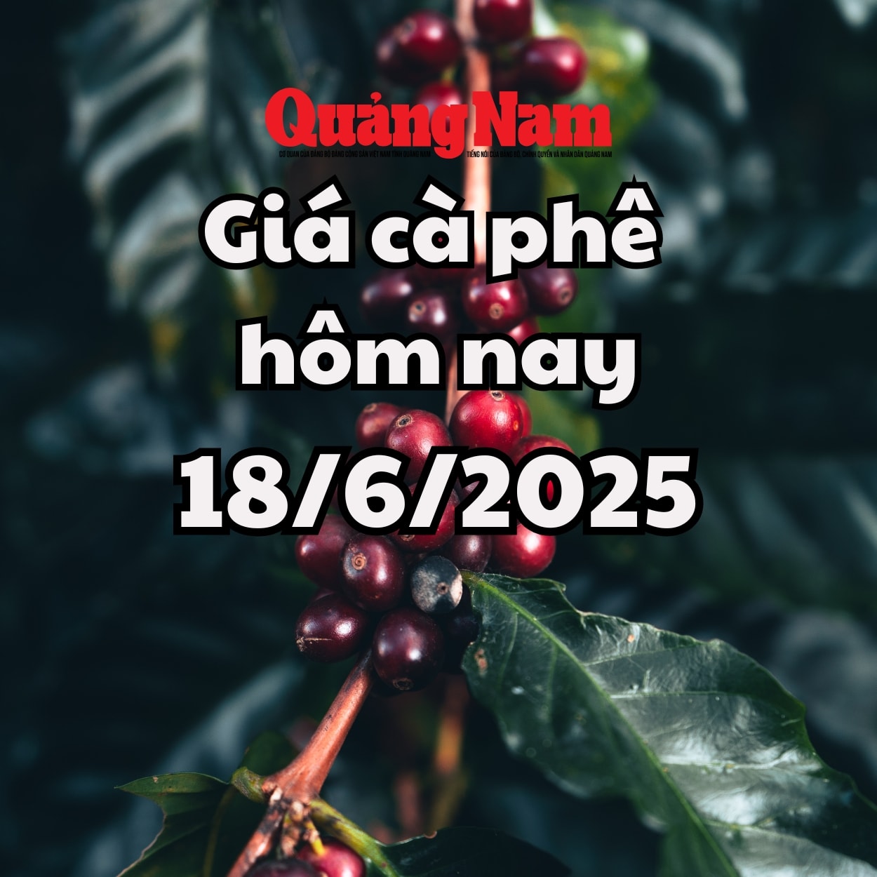 Cập nhật giá cà phê hôm nay 18 6 2025 mới nhất Chuỗi giảm kéo dài