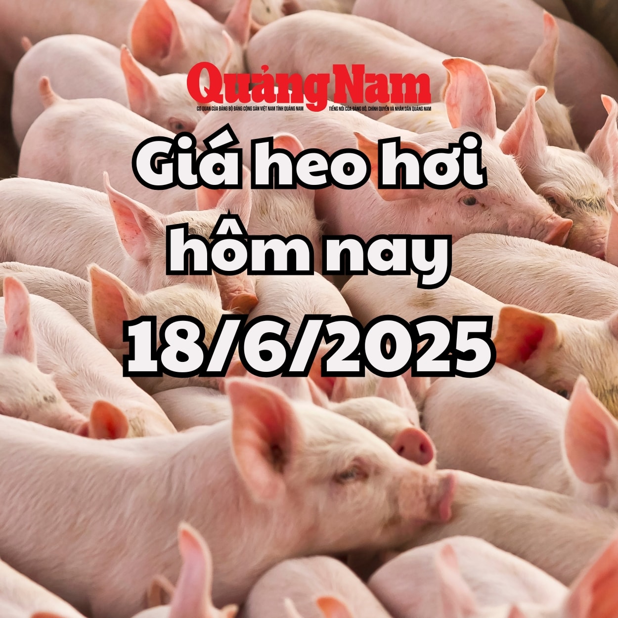 Giá heo hơi hôm nay 18 6 2025 Miền Nam giảm mạnh, miền Trung giảm nhẹ